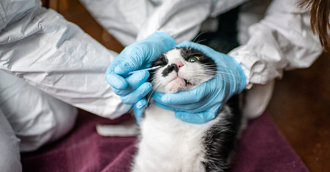 Study Shows Case of Likely Cat-to-Human Virus Spread, but Risk Remains Low