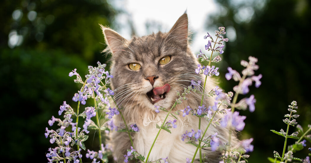 Chewed and Rolled: How Cats Make the Most of Their Catnip High